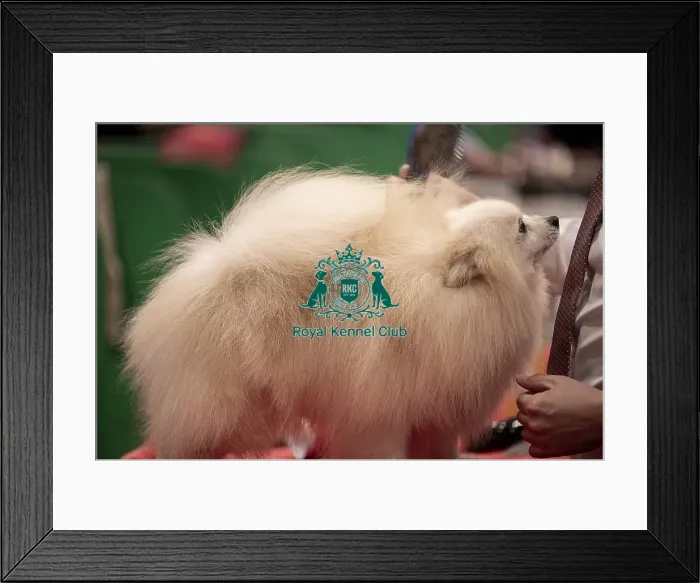 Framed Print : D-C-D-0-1-9-0 Crufts 2024 NEC Birmingham Utility Framed Print : D-C-D-0-1-9-0 Crufts 2024 NEC Birmingham Utility