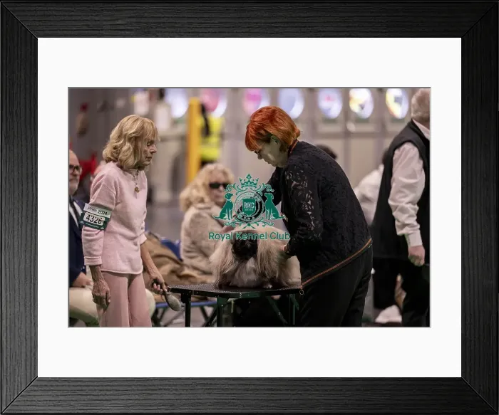 Framed Print : D-C-D-0-1-9-0 Crufts 2024 NEC Birmingham Day 1
