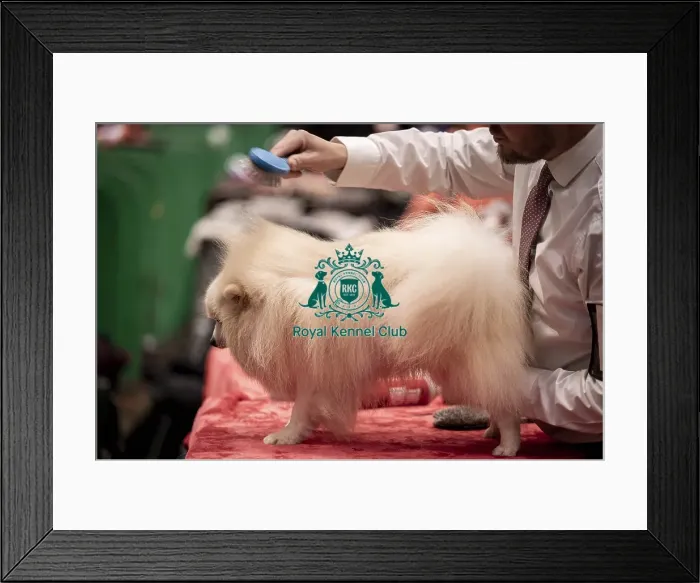 Framed Print : D-C-D-0-1-9-0 Crufts 2024 NEC Birmingham Utility Framed Print : D-C-D-0-1-9-0 Crufts 2024 NEC Birmingham Utility