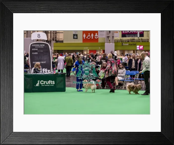 Framed Print : D-C-D-0-1-9-0 Crufts 2024 NEC Birmingham Utility Framed Print : D-C-D-0-1-9-0 Crufts 2024 NEC Birmingham Utility