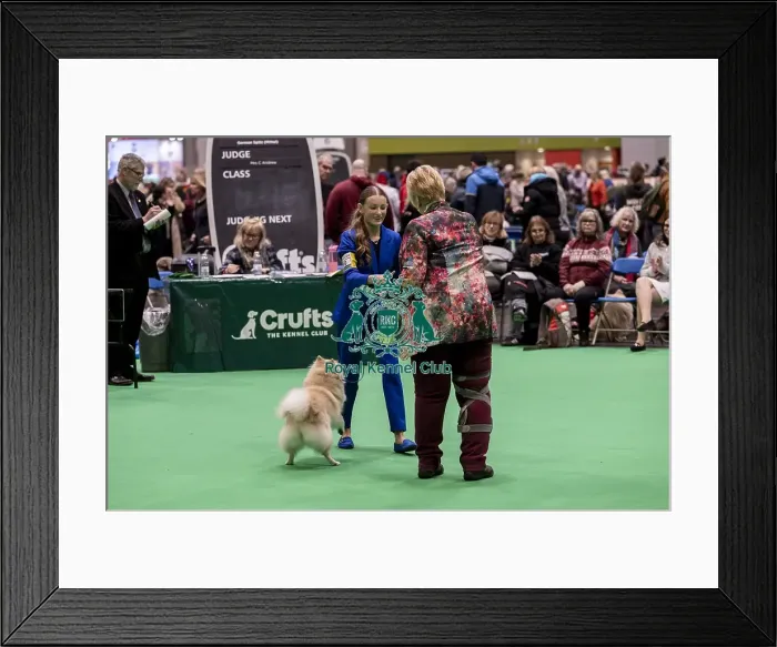 Framed Print : D-C-D-0-1-9-0 Crufts 2024 NEC Birmingham Utility Framed Print : D-C-D-0-1-9-0 Crufts 2024 NEC Birmingham Utility