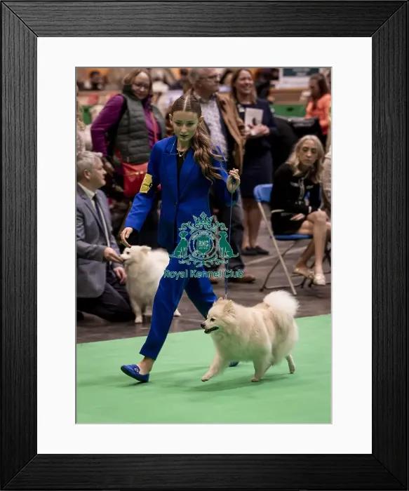 Framed Print : D-C-D-0-1-9-0 Crufts 2024 NEC Birmingham Utility Framed Print : D-C-D-0-1-9-0 Crufts 2024 NEC Birmingham Utility