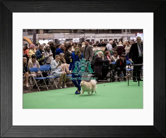 Framed Print : D-C-D-0-1-9-0 Crufts 2024 NEC Birmingham Utility Framed Print : D-C-D-0-1-9-0 Crufts 2024 NEC Birmingham Utility