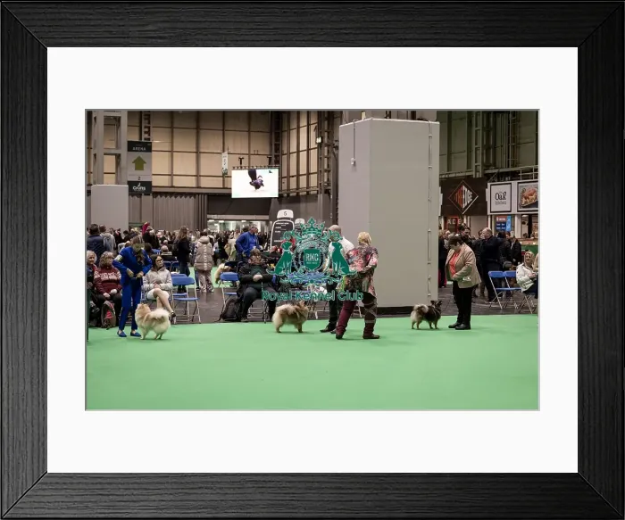 Framed Print : D-C-D-0-1-9-0 Crufts 2024 NEC Birmingham Utility Framed Print : D-C-D-0-1-9-0 Crufts 2024 NEC Birmingham Utility