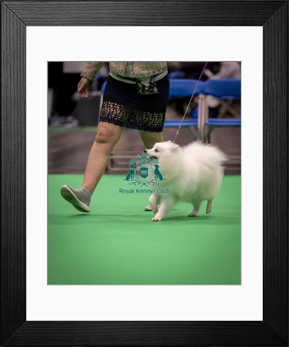 Framed Print : D-C-D-0-1-9-0 Crufts 2024 NEC Birmingham Utility Framed Print : D-C-D-0-1-9-0 Crufts 2024 NEC Birmingham Utility