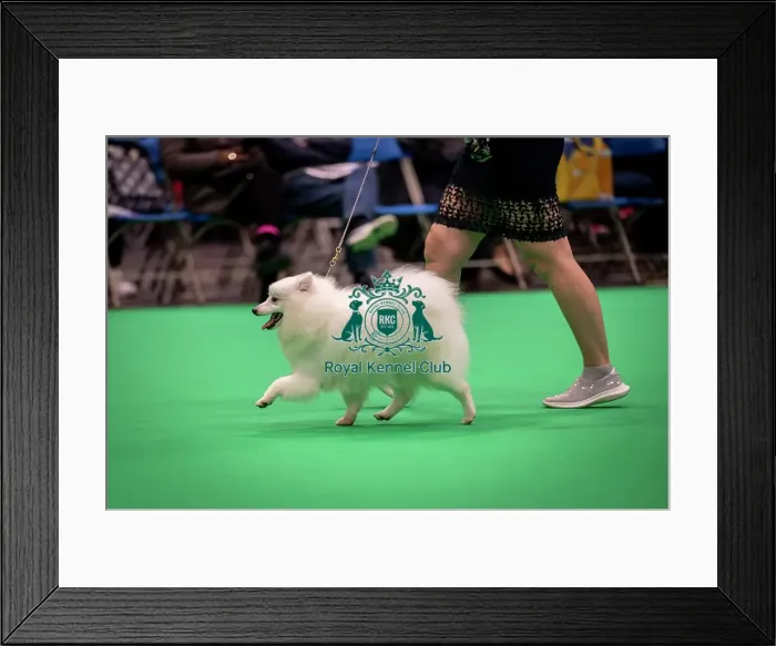 Framed Print : D-C-D-0-1-9-0 Crufts 2024 NEC Birmingham Utility Framed Print : D-C-D-0-1-9-0 Crufts 2024 NEC Birmingham Utility