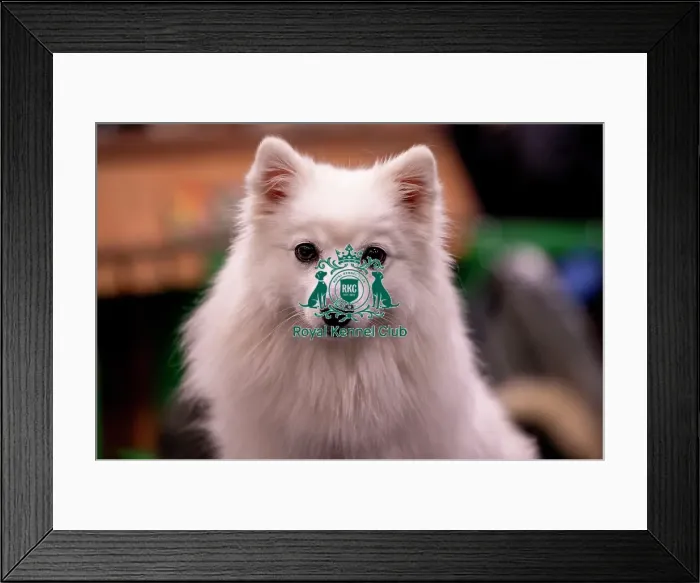 Framed Print : D-C-D-0-1-9-0 Crufts 2024 NEC Birmingham Utility