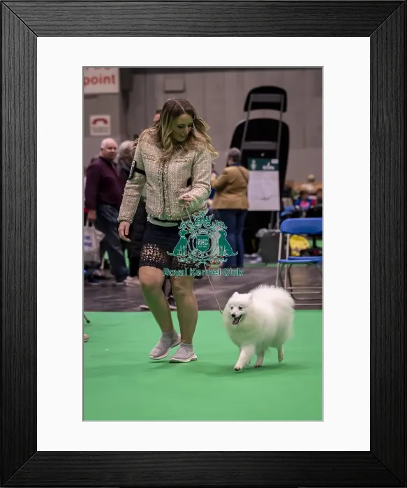 Framed Print : D-C-D-0-1-9-0 Crufts 2024 NEC Birmingham Utility Framed Print : D-C-D-0-1-9-0 Crufts 2024 NEC Birmingham Utility