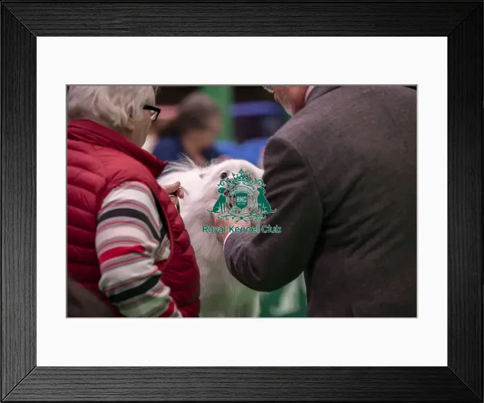 Framed Print : D-C-D-0-1-9-0 Crufts 2024 NEC Birmingham Utility Framed Print : D-C-D-0-1-9-0 Crufts 2024 NEC Birmingham Utility