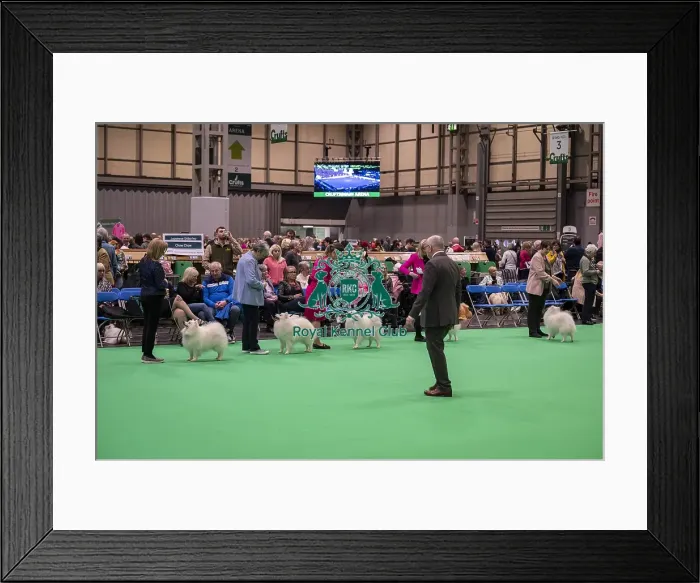 Framed Print : D-C-D-0-1-9-0 Crufts 2024 NEC Birmingham Utility Framed Print : D-C-D-0-1-9-0 Crufts 2024 NEC Birmingham Utility