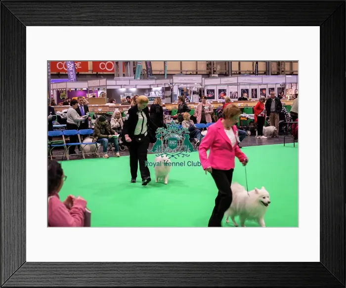 Framed Print : D-C-D-0-1-9-0 Crufts 2024 NEC Birmingham Utility Framed Print : D-C-D-0-1-9-0 Crufts 2024 NEC Birmingham Utility