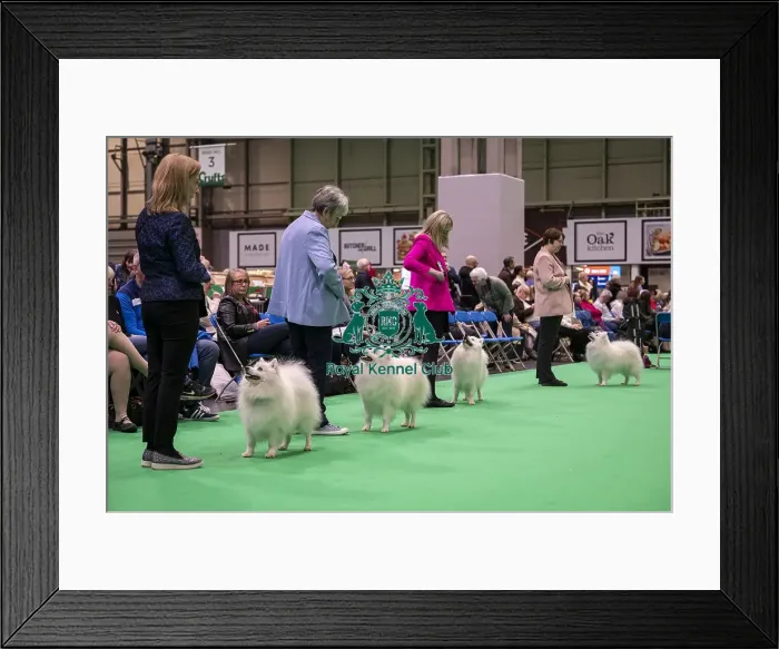 Framed Print : D-C-D-0-1-9-0 Crufts 2024 NEC Birmingham Utility Framed Print : D-C-D-0-1-9-0 Crufts 2024 NEC Birmingham Utility