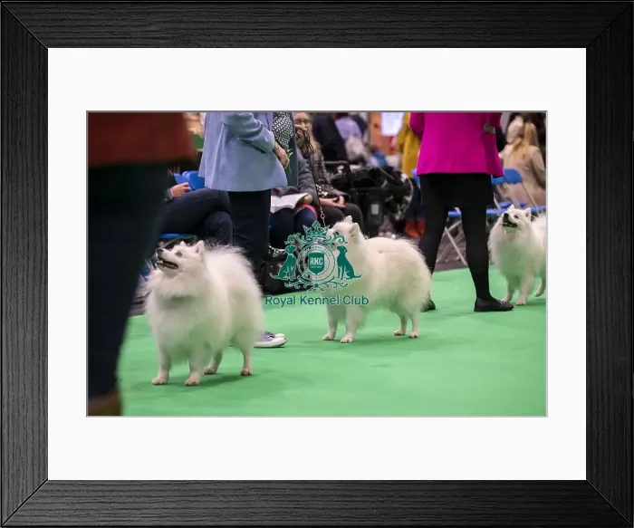 Framed Print : D-C-D-0-1-9-0 Crufts 2024 NEC Birmingham Utility Framed Print : D-C-D-0-1-9-0 Crufts 2024 NEC Birmingham Utility