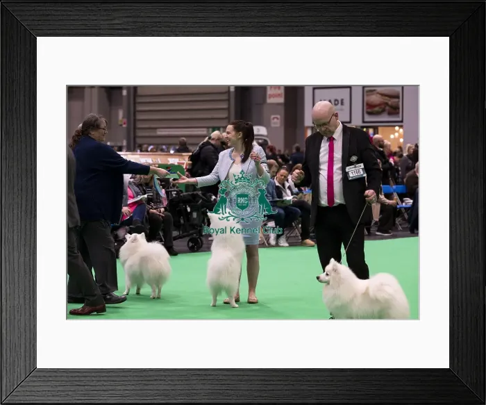 Framed Print : D-C-D-0-1-9-0 Crufts 2024 NEC Birmingham Utility Framed Print : D-C-D-0-1-9-0 Crufts 2024 NEC Birmingham Utility