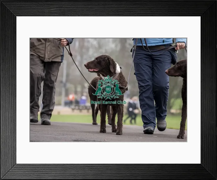 Framed Print : D-C-D-0-1-9-0 Crufts 2024 NEC Birmingham Day 1 Framed Print : D-C-D-0-1-9-0 Crufts 2024 NEC Birmingham Day 1