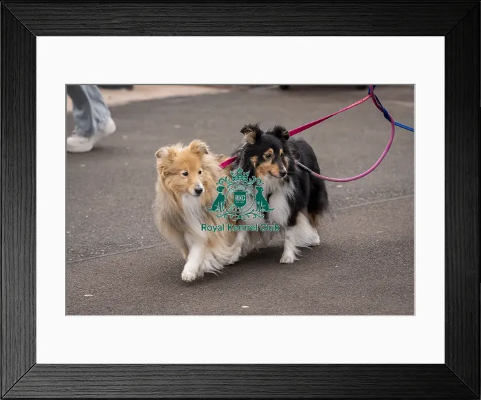 Framed Print : D-C-D-0-1-9-0 Crufts 2024 NEC Birmingham Day 1 Framed Print : D-C-D-0-1-9-0 Crufts 2024 NEC Birmingham Day 1