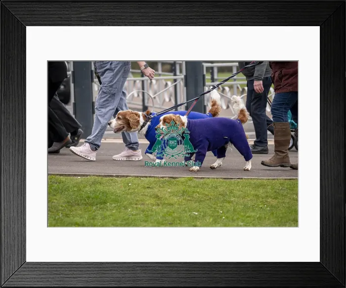 Framed Print : D-C-D-0-1-9-0 Crufts 2024 NEC Birmingham Day 1 Framed Print : D-C-D-0-1-9-0 Crufts 2024 NEC Birmingham Day 1