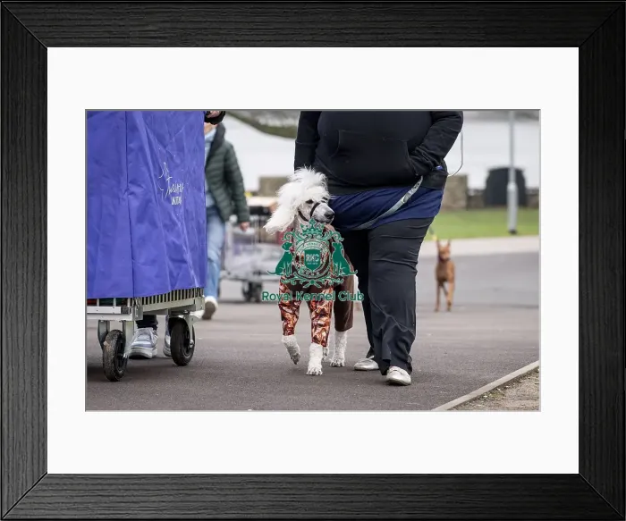 Framed Print : D-C-D-0-1-9-0 Crufts 2024 NEC Birmingham Day 1