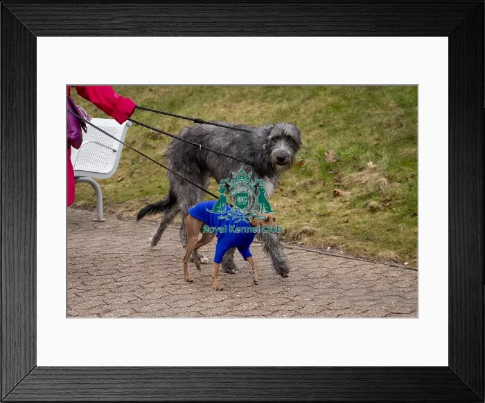 Framed Print : D-C-D-0-1-9-0 Crufts 2024 NEC Birmingham Day 1 Framed Print : D-C-D-0-1-9-0 Crufts 2024 NEC Birmingham Day 1