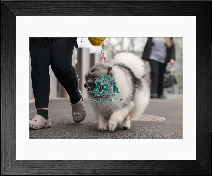 Framed Print : D-C-D-0-1-9-0 Crufts 2024 NEC Birmingham Day 1 Framed Print : D-C-D-0-1-9-0 Crufts 2024 NEC Birmingham Day 1