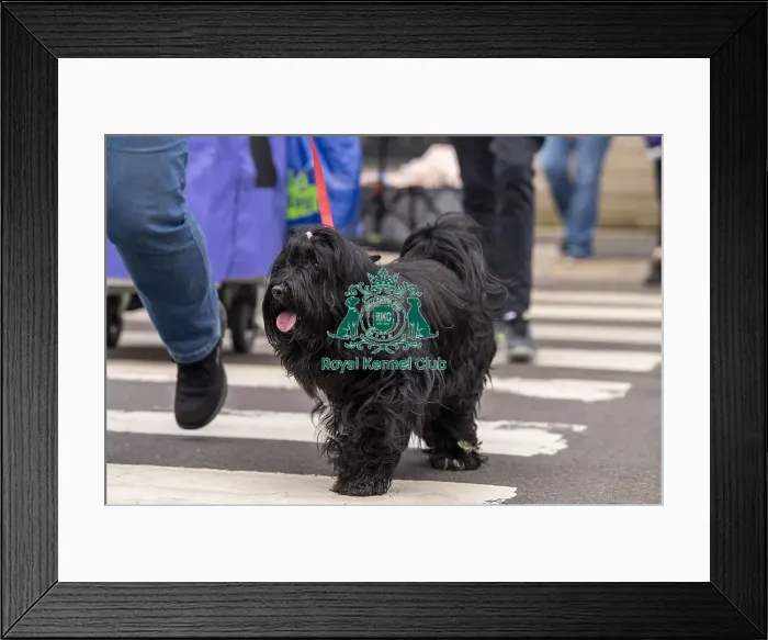Framed Print : D-C-D-0-1-9-0 Crufts 2024 NEC Birmingham Day 1 Framed Print : D-C-D-0-1-9-0 Crufts 2024 NEC Birmingham Day 1