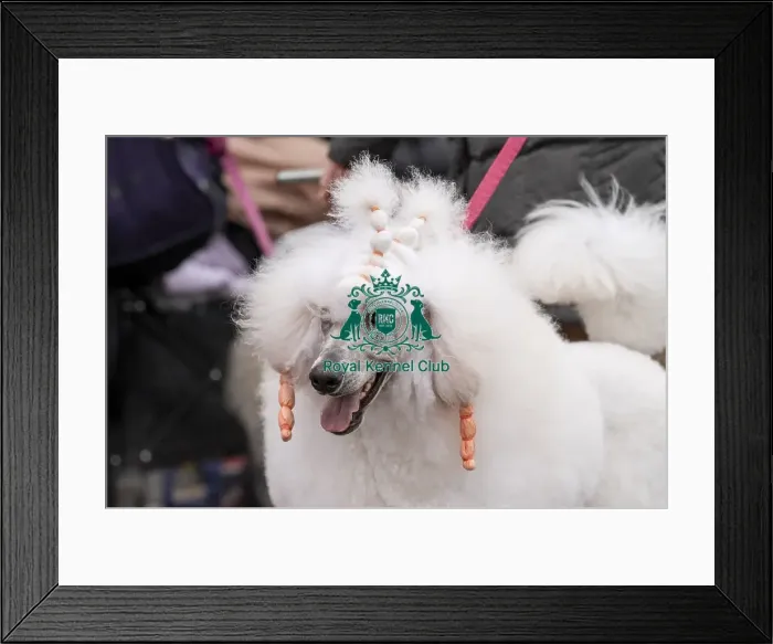 Framed Print : D-C-D-0-1-9-0 Crufts 2024 NEC Birmingham Day 1 Framed Print : D-C-D-0-1-9-0 Crufts 2024 NEC Birmingham Day 1