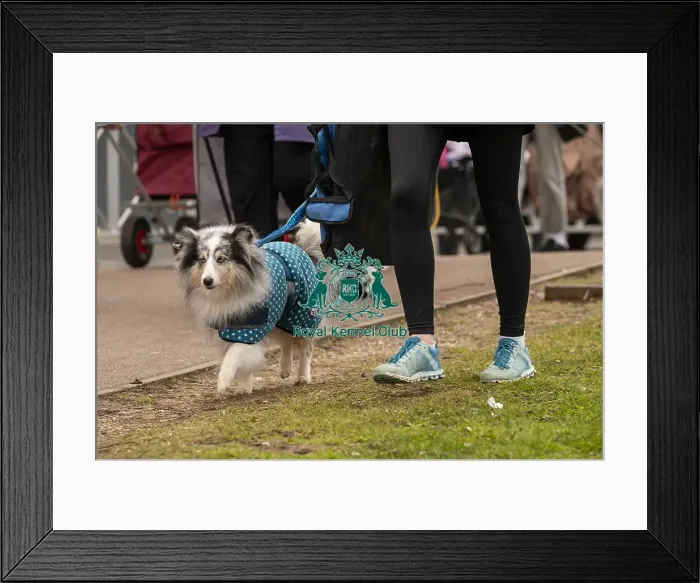 Framed Print : D-C-D-0-1-9-0 Crufts 2024 NEC Birmingham Day 1 Framed Print : D-C-D-0-1-9-0 Crufts 2024 NEC Birmingham Day 1