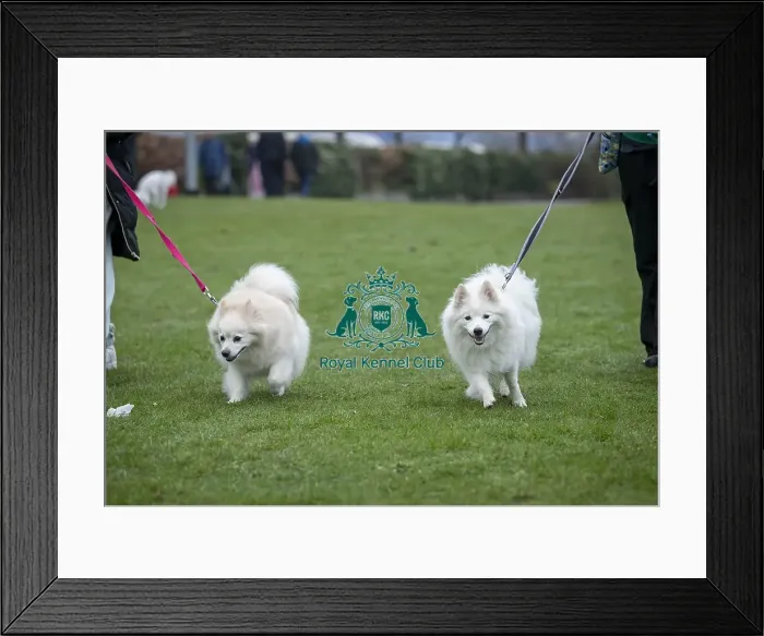 Framed Print : D-C-D-0-1-9-0 Crufts 2024 NEC Birmingham Day 1 Framed Print : D-C-D-0-1-9-0 Crufts 2024 NEC Birmingham Day 1