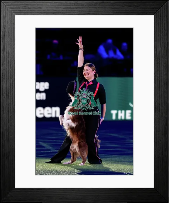 Framed Print : D-C-D-0-1-9-0 Crufts 2024 NEC Birmingham Day 1 Framed Print : D-C-D-0-1-9-0 Crufts 2024 NEC Birmingham Day 1