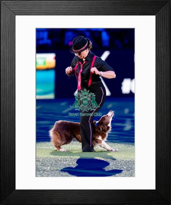 Framed Print : D-C-D-0-1-9-0 Crufts 2024 NEC Birmingham Day 1 Framed Print : D-C-D-0-1-9-0 Crufts 2024 NEC Birmingham Day 1
