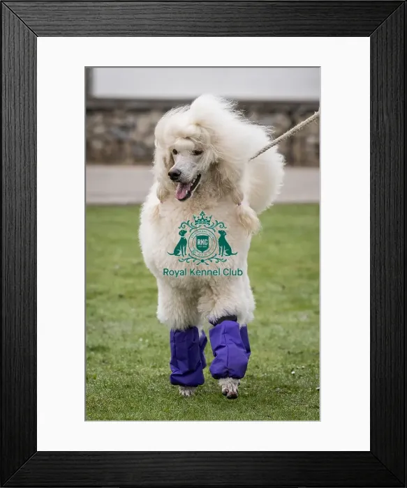 Framed Print : D-C-D-0-1-9-0 Crufts 2024 NEC Birmingham Day 1