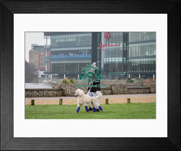 Framed Print : D-C-D-0-1-9-0 Crufts 2024 NEC Birmingham Day 1