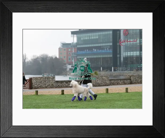 Framed Print : D-C-D-0-1-9-0 Crufts 2024 NEC Birmingham Day 1