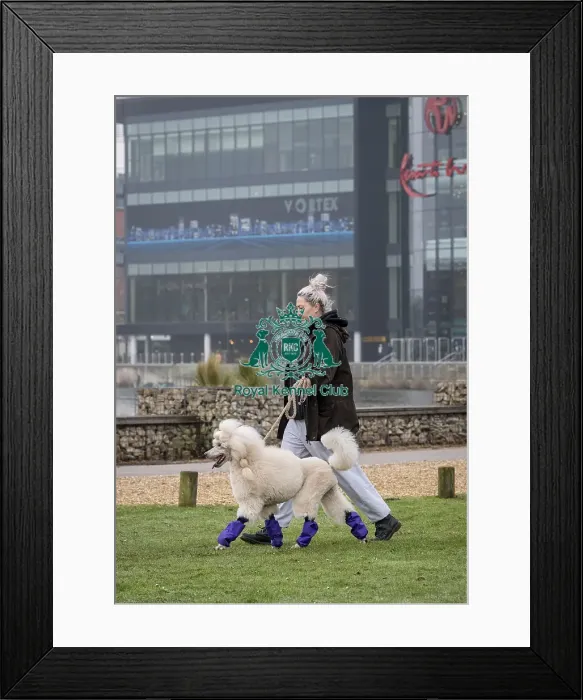 Framed Print : D-C-D-0-1-9-0 Crufts 2024 NEC Birmingham Day 1