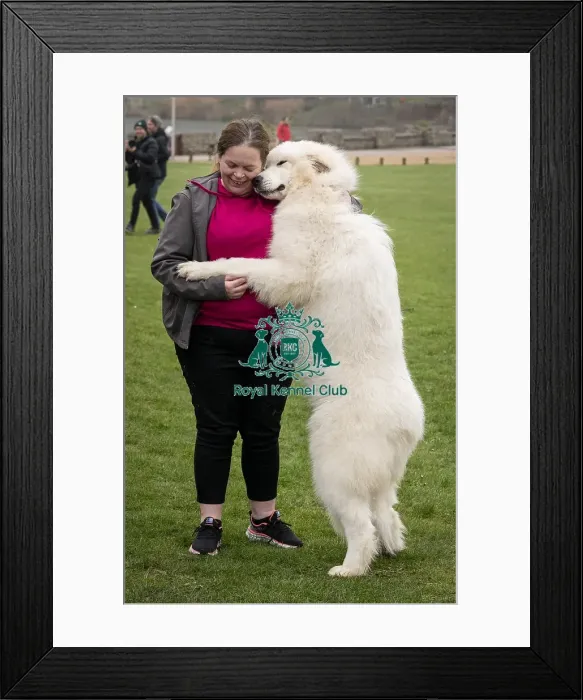 Framed Print : D-C-D-0-1-9-0 Crufts 2024 NEC Birmingham Day 1 Framed Print : D-C-D-0-1-9-0 Crufts 2024 NEC Birmingham Day 1
