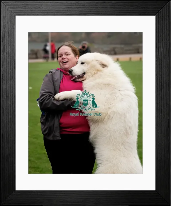 Framed Print : D-C-D-0-1-9-0 Crufts 2024 NEC Birmingham Day 1 Framed Print : D-C-D-0-1-9-0 Crufts 2024 NEC Birmingham Day 1