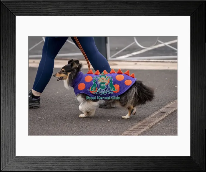 Framed Print : D-C-D-0-1-9-0 Crufts 2024 NEC Birmingham Day 1 Framed Print : D-C-D-0-1-9-0 Crufts 2024 NEC Birmingham Day 1