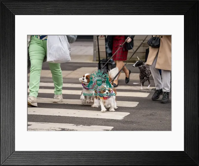 Framed Print : D-C-D-0-1-9-0 Crufts 2024 NEC Birmingham Day 1 Framed Print : D-C-D-0-1-9-0 Crufts 2024 NEC Birmingham Day 1