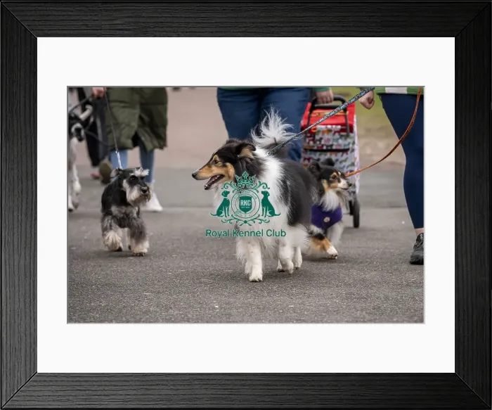 Framed Print : D-C-D-0-1-9-0 Crufts 2024 NEC Birmingham Day 1 Framed Print : D-C-D-0-1-9-0 Crufts 2024 NEC Birmingham Day 1