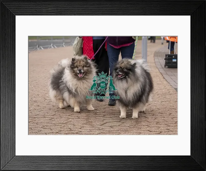 Framed Print : D-C-D-0-1-9-0 Crufts 2024 NEC Birmingham Day 1 Framed Print : D-C-D-0-1-9-0 Crufts 2024 NEC Birmingham Day 1