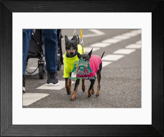 Framed Print : D-C-D-0-1-9-0 Crufts 2024 NEC Birmingham Day 1