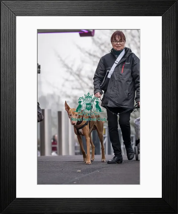 Framed Print : D-C-D-0-1-9-0 Crufts 2024 NEC Birmingham Day 1 Framed Print : D-C-D-0-1-9-0 Crufts 2024 NEC Birmingham Day 1