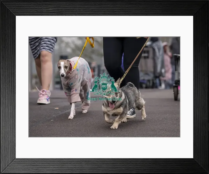 Framed Print : D-C-D-0-1-9-0 Crufts 2024 NEC Birmingham Day 1