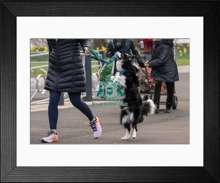 Framed Print : D-C-D-0-1-9-0 Crufts 2024 NEC Birmingham Day 1 Framed Print : D-C-D-0-1-9-0 Crufts 2024 NEC Birmingham Day 1
