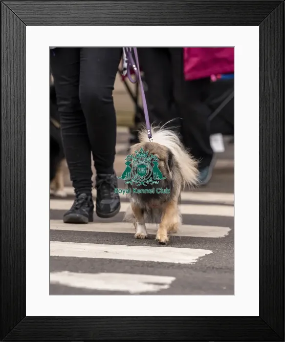 Framed Print : D-C-D-0-1-9-0 Crufts 2024 NEC Birmingham Day 1