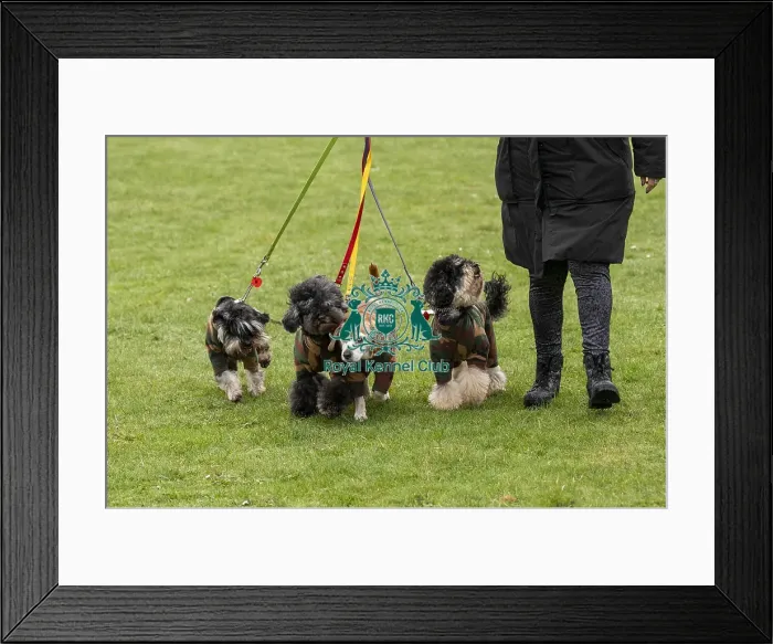 Framed Print : D-C-D-0-1-9-0 Crufts 2024 NEC Birmingham Day 1 Framed Print : D-C-D-0-1-9-0 Crufts 2024 NEC Birmingham Day 1