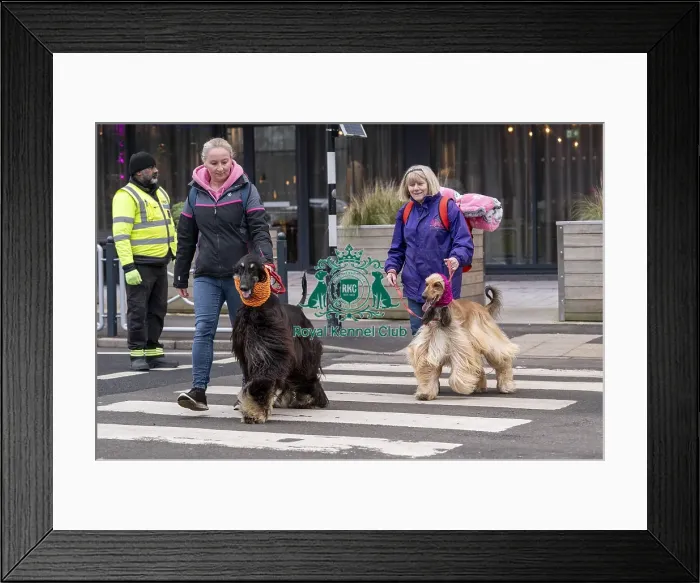 Framed Print : D-C-D-0-1-9-0 Crufts 2024 NEC Birmingham Day 1