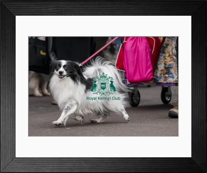 Framed Print : D-C-D-0-1-9-0 Crufts 2024 NEC Birmingham Day 1 Framed Print : D-C-D-0-1-9-0 Crufts 2024 NEC Birmingham Day 1