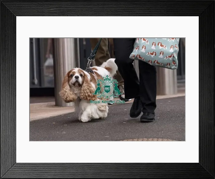 Framed Print : D-C-D-0-1-9-0 Crufts 2024 NEC Birmingham Day 1