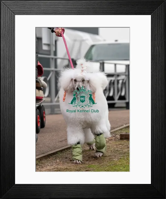 Framed Print : D-C-D-0-1-9-0 Crufts 2024 NEC Birmingham Day 1 Framed Print : D-C-D-0-1-9-0 Crufts 2024 NEC Birmingham Day 1